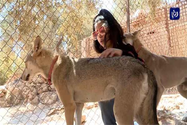  طفلة أردنية لترويض الضباع 