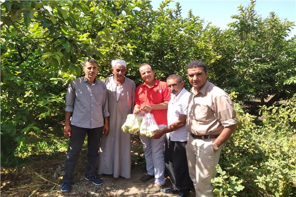 صورة موضوعية
