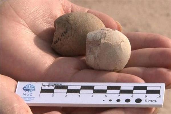 بيوض طيور تعود لـ85 مليون عام