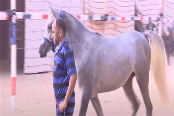 مهرجان الشرقية للخيول العربية