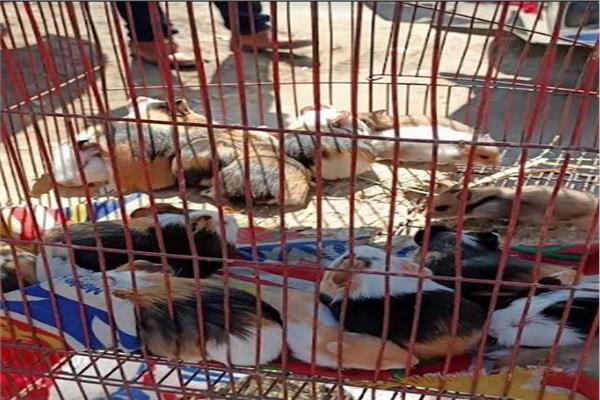  ضبط  عصافير نادرة وقطط وكلاب 