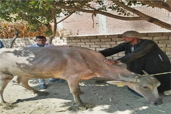 قافلة بيطرية من جامعة الزقازيق