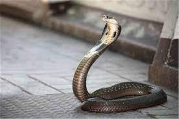 صورة تعبيرية