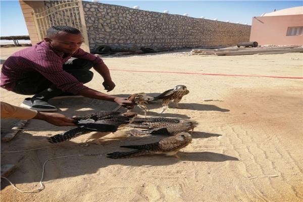 محاربة الصيد غير المشروع للطيور