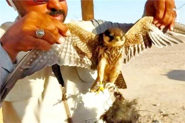 الصقور النادرة 