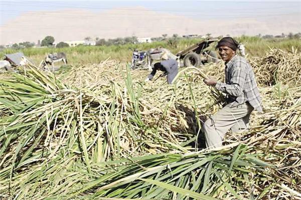 موسم عصيرالقصب الجديد 