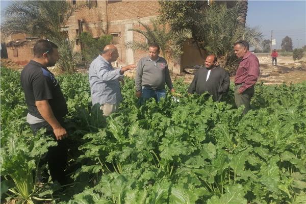 محصول بنجر السكر بالبحيرة 