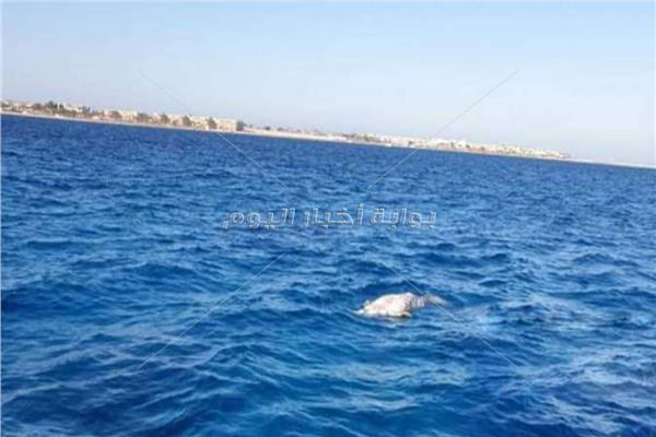 العثور على «عروس البحر» نافقة أمام شواطئ 