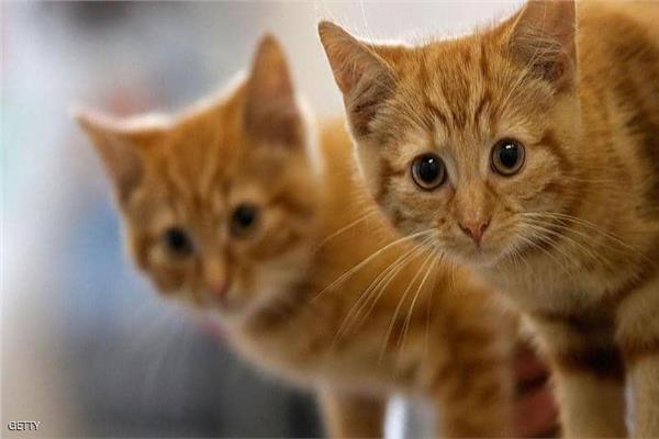 صورة موضوعية