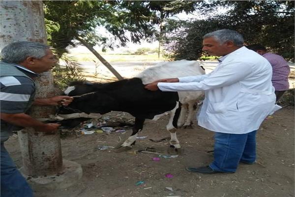 صورة موضوعية