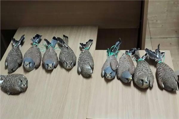 صقور