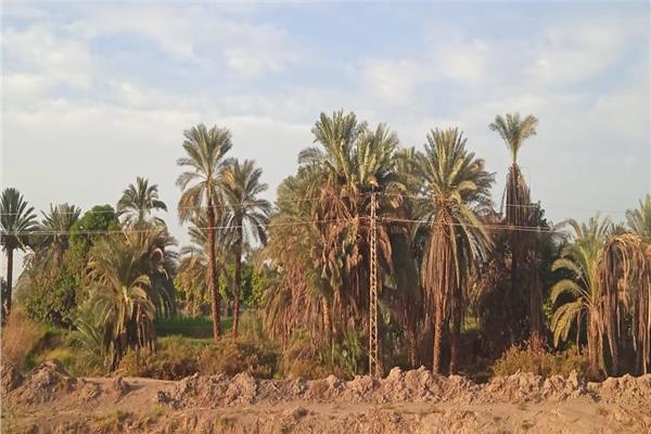 النخيل بمحافظة أسوان