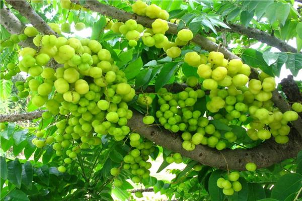 عشبة الأملج