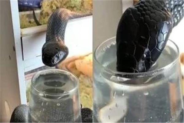 صورة من الفيديو