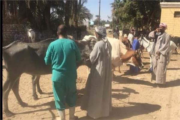 قوافل بيطرية مجانا لعلاج ماشية صغار المزارعين بأسوان