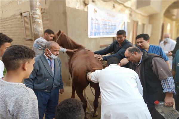 قافلة بيطرية مجانية بقرية ريفا بمركز أسيوط لتقديم الرعاية 
