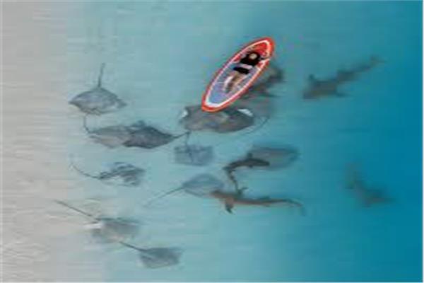 صورة موضوعية