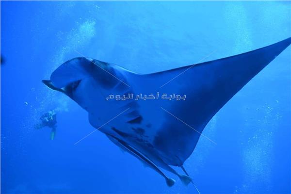 سمكة شيطان البحر العملاقة جنوب البحر الأحمر