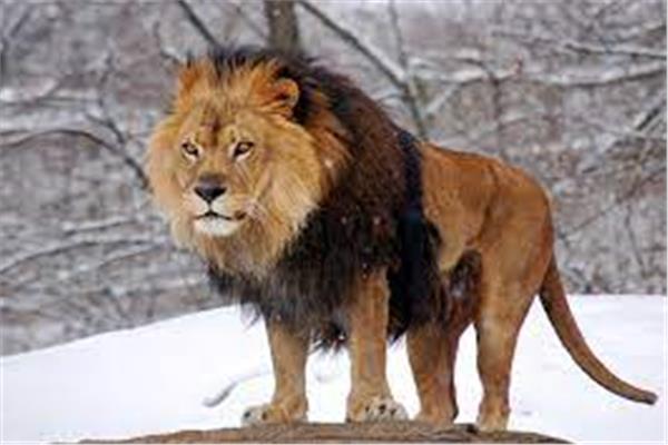 صورة تعبيرية