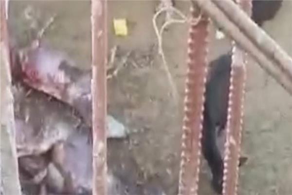 العثور علي حمير مذبوحة ومسلوخه داخل احدي المنازل بملوي بالمنيا