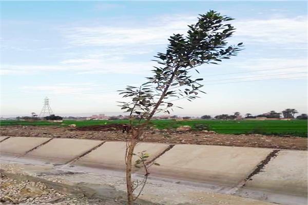  زراعة 75 شجرة على جانبي ترعة أخميم الغربية بقرية نيدة  
