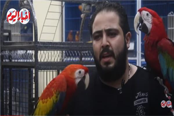 ببغاوات 