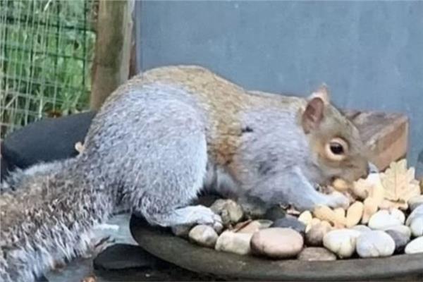 سنجاب صغير ..متعطش للدماء اصاب 18 شخصا