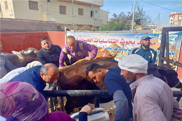 خلال  ختام أعمال قوافل التلقيح الاصطناعي لماشية
