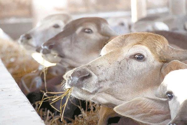 «إعادة إحياء مشروع البتلو»