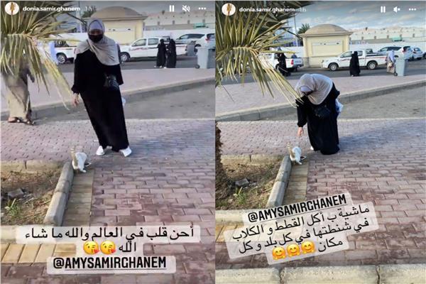لحظة إطعام إيمي سمير غانم للقطط والكلاب