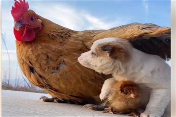 الرحمة بين الحيوانات