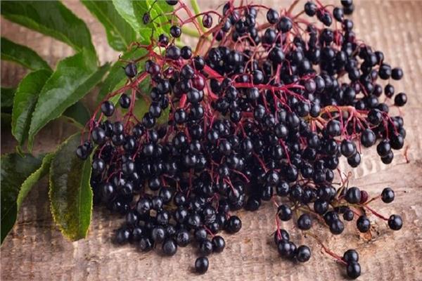 علماء.. يكتشفون نبات مفيد في علاج الإنفلونزا