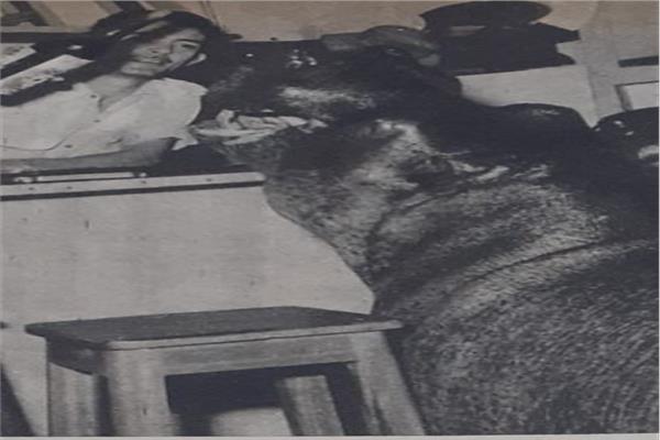 سيد قشطة