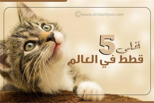 إنفوجراف | أغلى 5 قطط في العالم