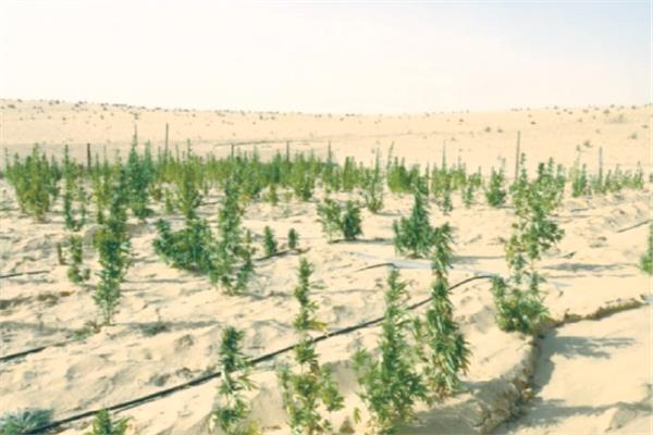  جانب من مزارع المخدرات المضبوطة