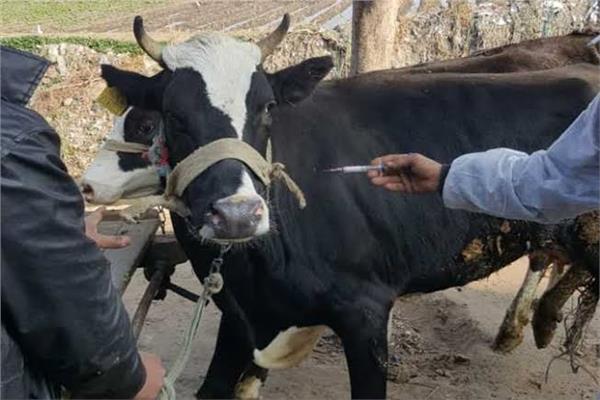 بيطري البحيرة : علاج 11634 رأس ماشية للتقصى النشط عن الأمراض الوبائية