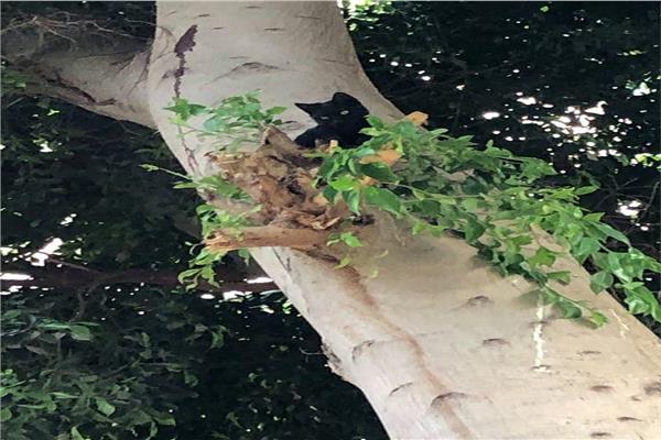 إنقاذ قطة عالقة أعلى شجرة 
