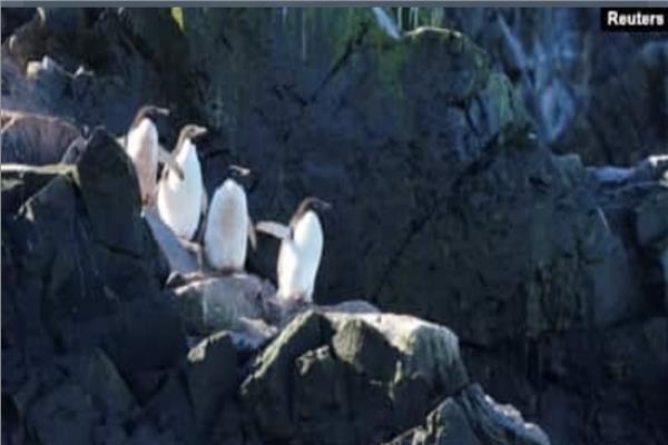 صورة موضوعية