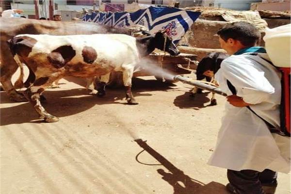 صورة موضوعية