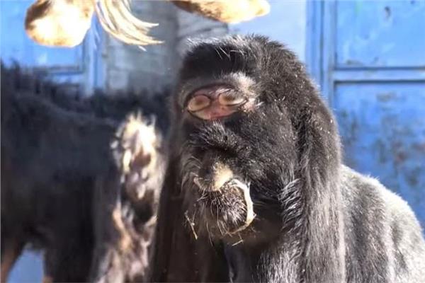 ولادة ماعز مرعبة بعين واحدة في منتصف رأسه