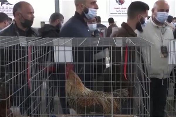 لأول مرة مسابقة لاختيارملكة جمال الدجاج فى ليبيا