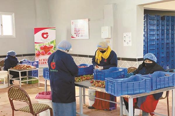 مرحلة تنظيف وتعبئة الفراولة تمهيداً للتصدير