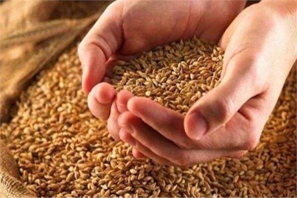 أسعار القمح