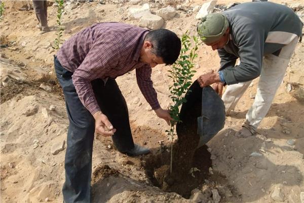 زراعة 1600 شجرة مثمرة 