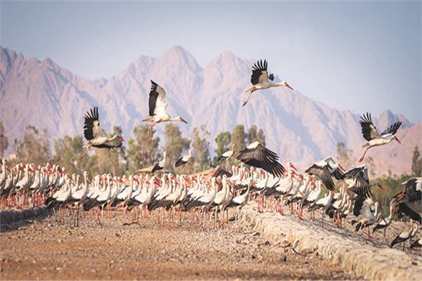 أسراب اللقلق الأبيض المهاجر 