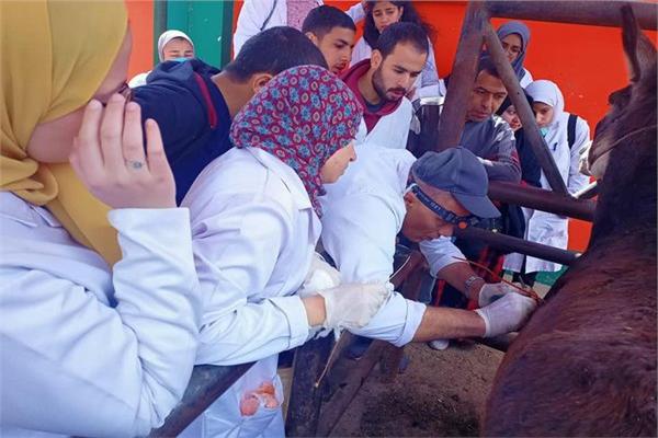 جانب من القافلة البيطرية بالمنيا