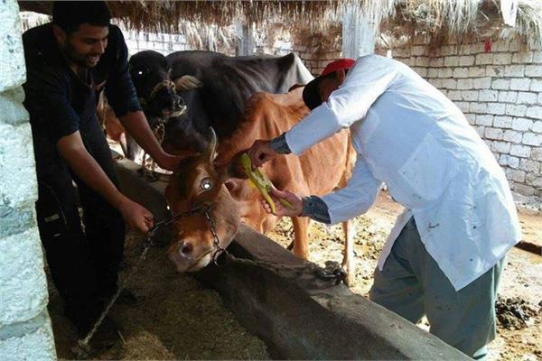 الحملة القومية للتحصين ضد الحمى القلاعية