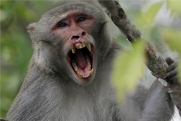 صورة موضوعية