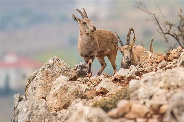 صورة موضوعية 