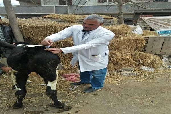 قافلة بيطرية من جامعة الزقازيق تعالج ١٥٥٤حيوان وطائر بقرية بالشرقية